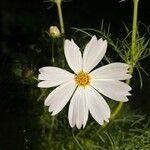 Cosmos bipinnatusFlor