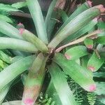 Neoregelia spectabilis Leaf