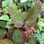 Rubus fruticosus Leaf
