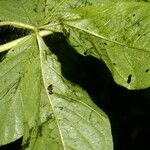 Distimake aegyptius बार्क (छाल)