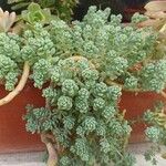 Sedum dasyphyllum Blad