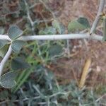 Ceanothus cordulatus Lubje