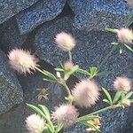 Trifolium arvense പുഷ്പം