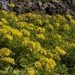 Senecio tamoides Habitus