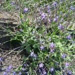 Anchusa azurea Облик