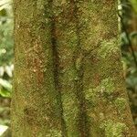 Elvasia elvasioides Bark