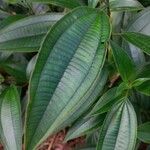 Miconia mirabilis Leaf
