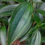 Miconia mirabilis List