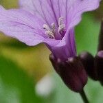 Cardamine pentaphyllos Квітка