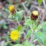 Pentanema squarrosum Flower