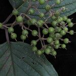 Cornus macrophylla Habit