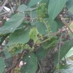 Triumfetta semitriloba Fruto