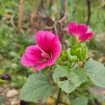 Malope trifida Blomst