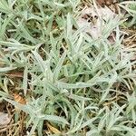 Cerastium tomentosum Leaf