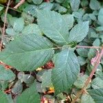 Rubus ulmifolius 葉