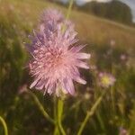 Knautia arvernensis Floare