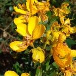 Senna macranthera Flower