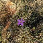 Sabatia campestris Flower