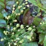 Camelina sativa ഫലം