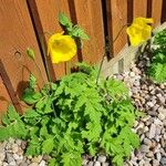 Meconopsis cambrica Hábito