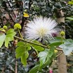 Calliandra haematocephalaFlower