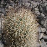 Mammillaria pottsii Hábito