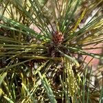 Pinus thunbergii Blodyn