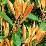 Photinia serratifolia Blad