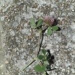 Trifolium hirtum Blüte
