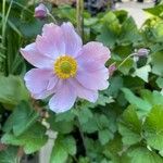 Anemone tomentosa Blomst