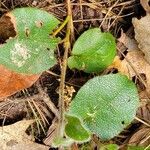 Epigaea repens Leaf