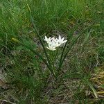 Ornithogalum orthophyllum Blomst