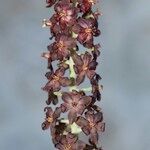 Veratrum nigrum 果実
