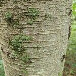 Betula lenta Azala