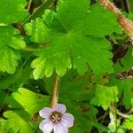 Geranium aculeolatum Leaf