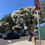 Melaleuca linariifolia Alkat (teljes növény)