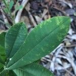 Crotalaria retusa Lehti