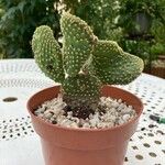 Opuntia microdasys برگ