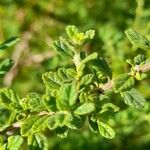 Lippia micromera Feuille