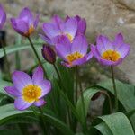 Tulipa saxatilis Flor