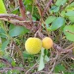 Arbutus unedoFruit