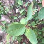 Amelanchier alnifolia Ліст