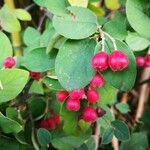 Cotoneaster zabelii ഫലം