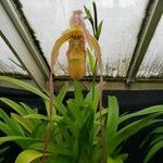 Phragmipedium longifolium Кветка