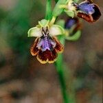 Ophrys × chobautii