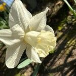 Narcissus × incomparabilis Flower