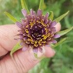 Tragopogon porrifolius Flower