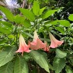 Brugmansia × candidaFlors