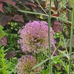 Allium giganteum ফুল