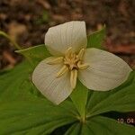 Trillium flexipes Kvet